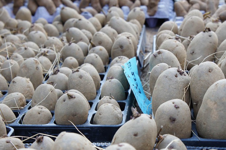 spud